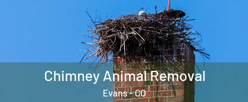  Chimney Animal Removal Evans - CO