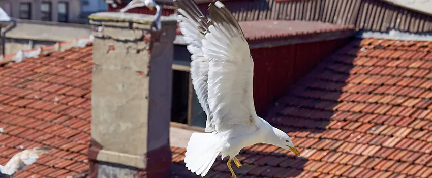 Residential Chimney Animal Removal Solution in Evans, CO
