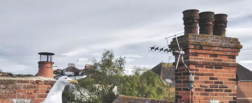 Chimney Cleaning And Restoration in Evans, Colorado